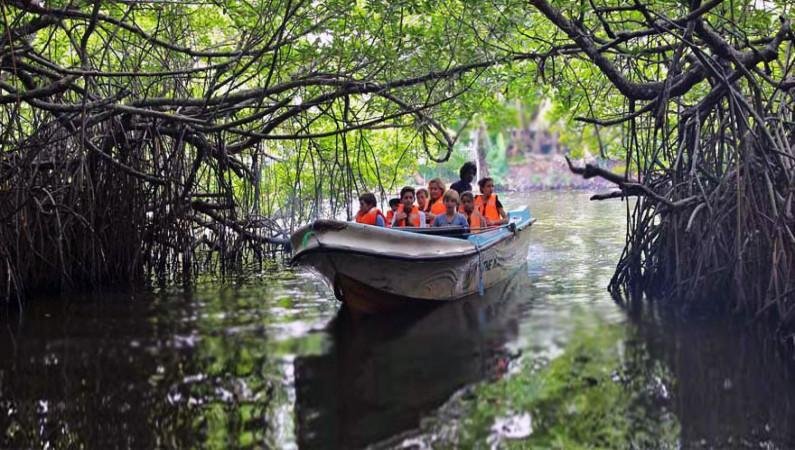Madu River Mangrove Safari and Island Experience