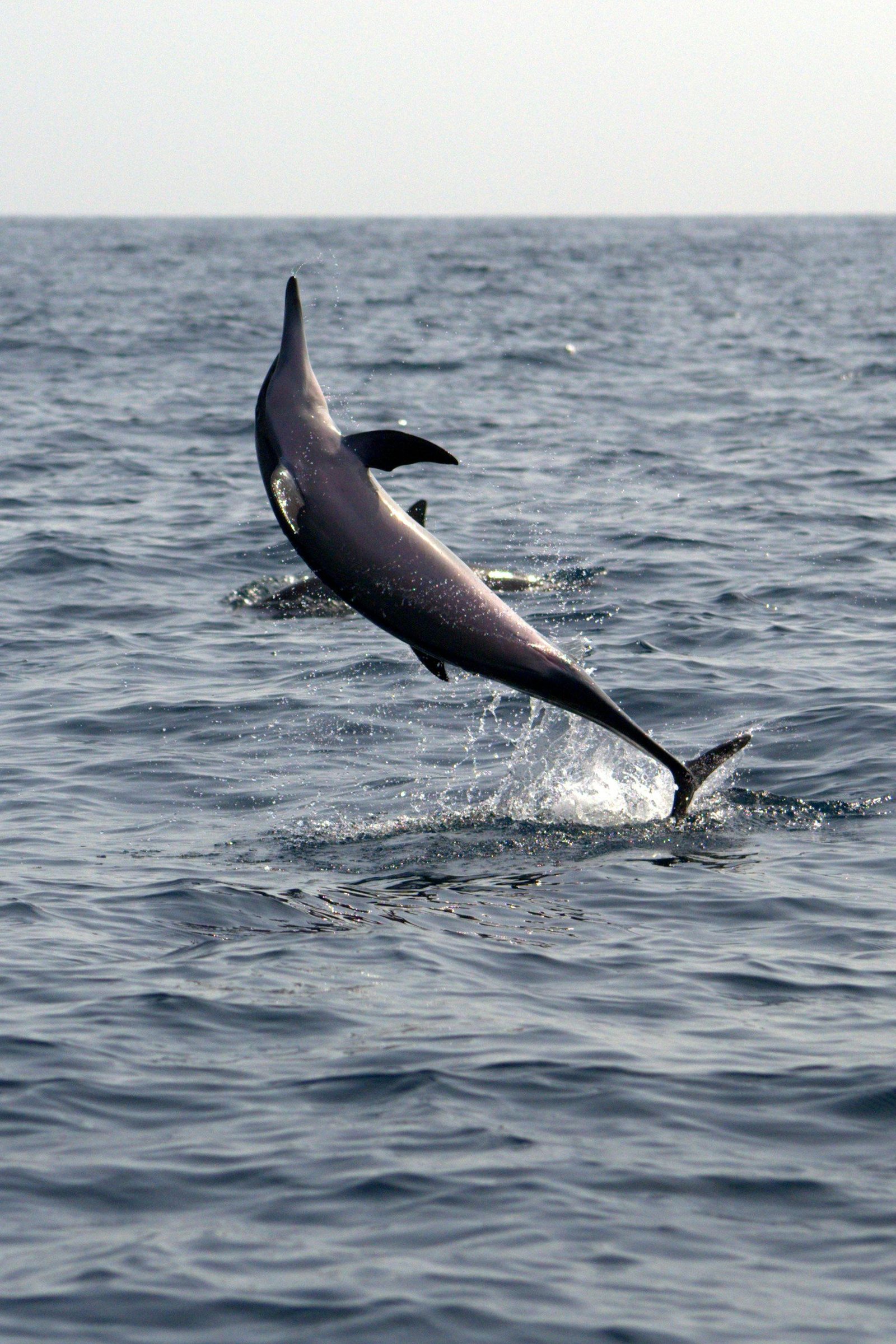 Dolphin and Whale Watching in Negombo