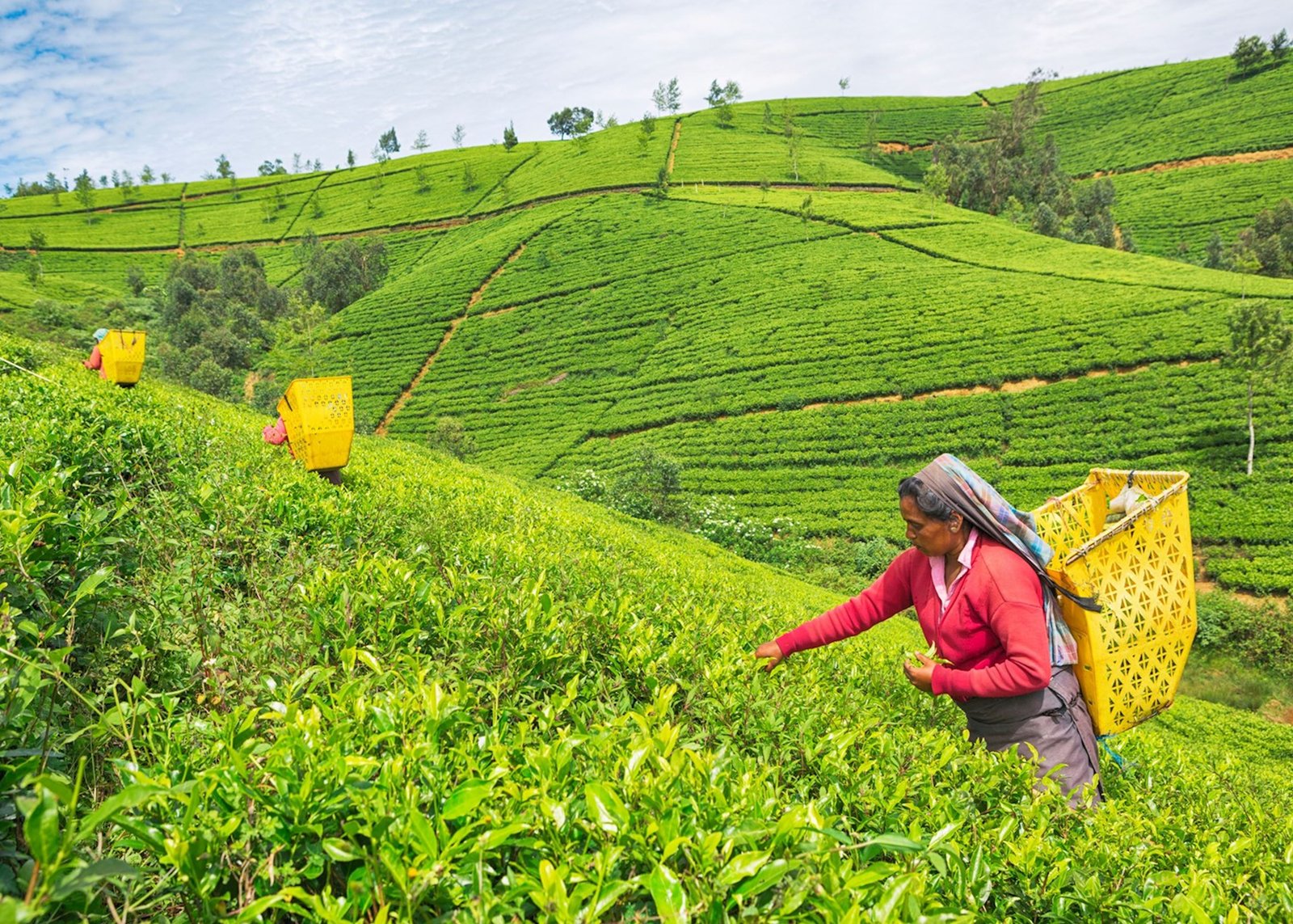 Ella to Nuwara Eliya Scenic Bliss
