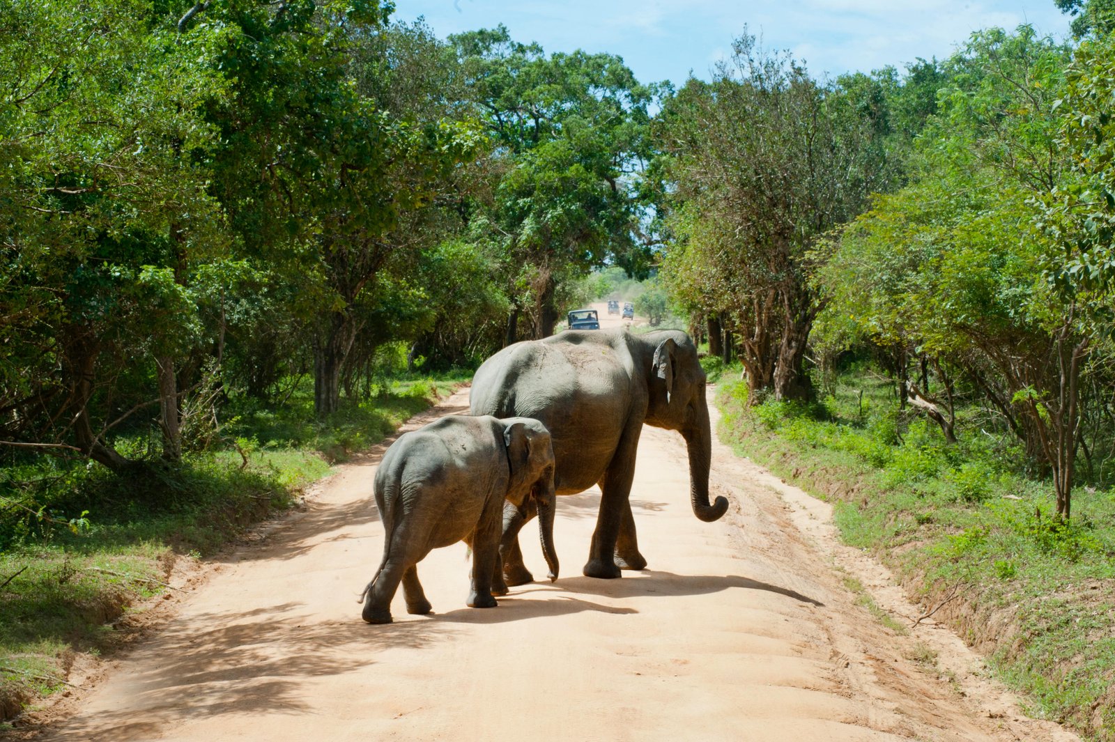 Minneriya Elephant Safari with Expert Wildlife Guide