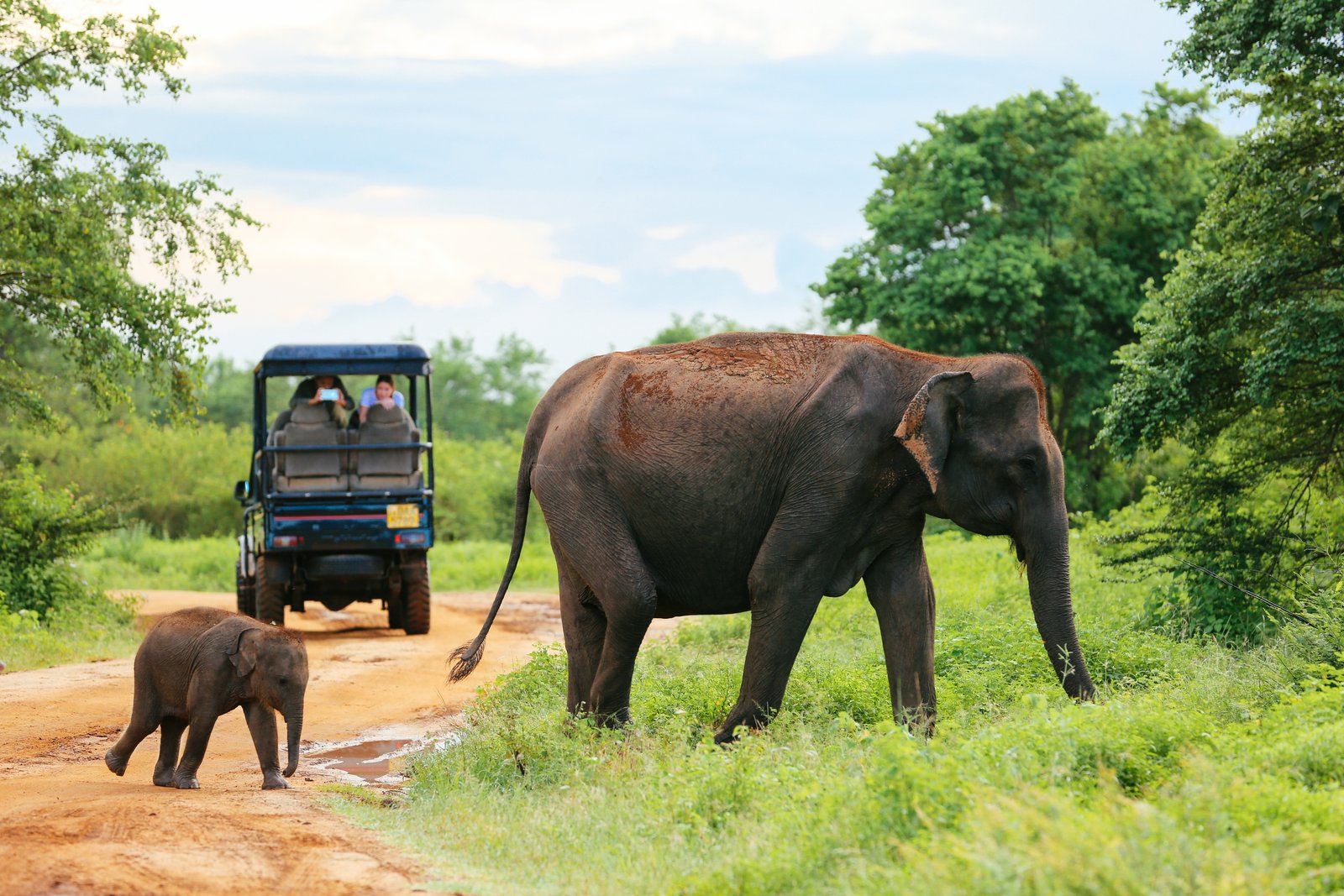 From Negombo: Udawalawa National Park Wildlife Safari