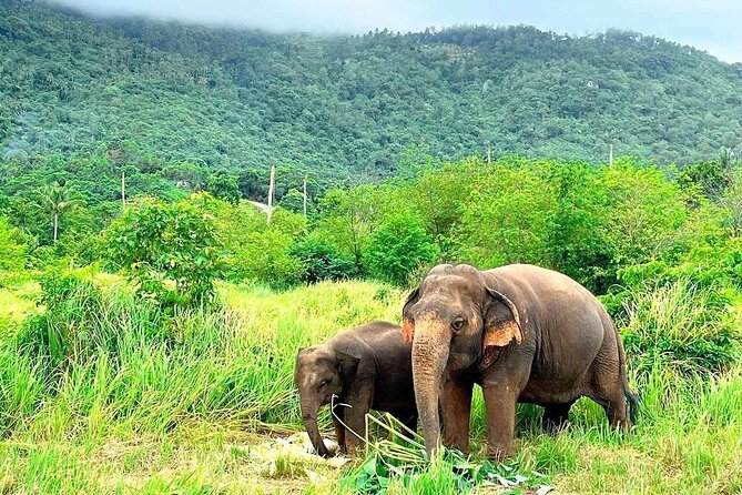 Koh Samui Safari Tour with Elephant Monkey Crocodile Shows