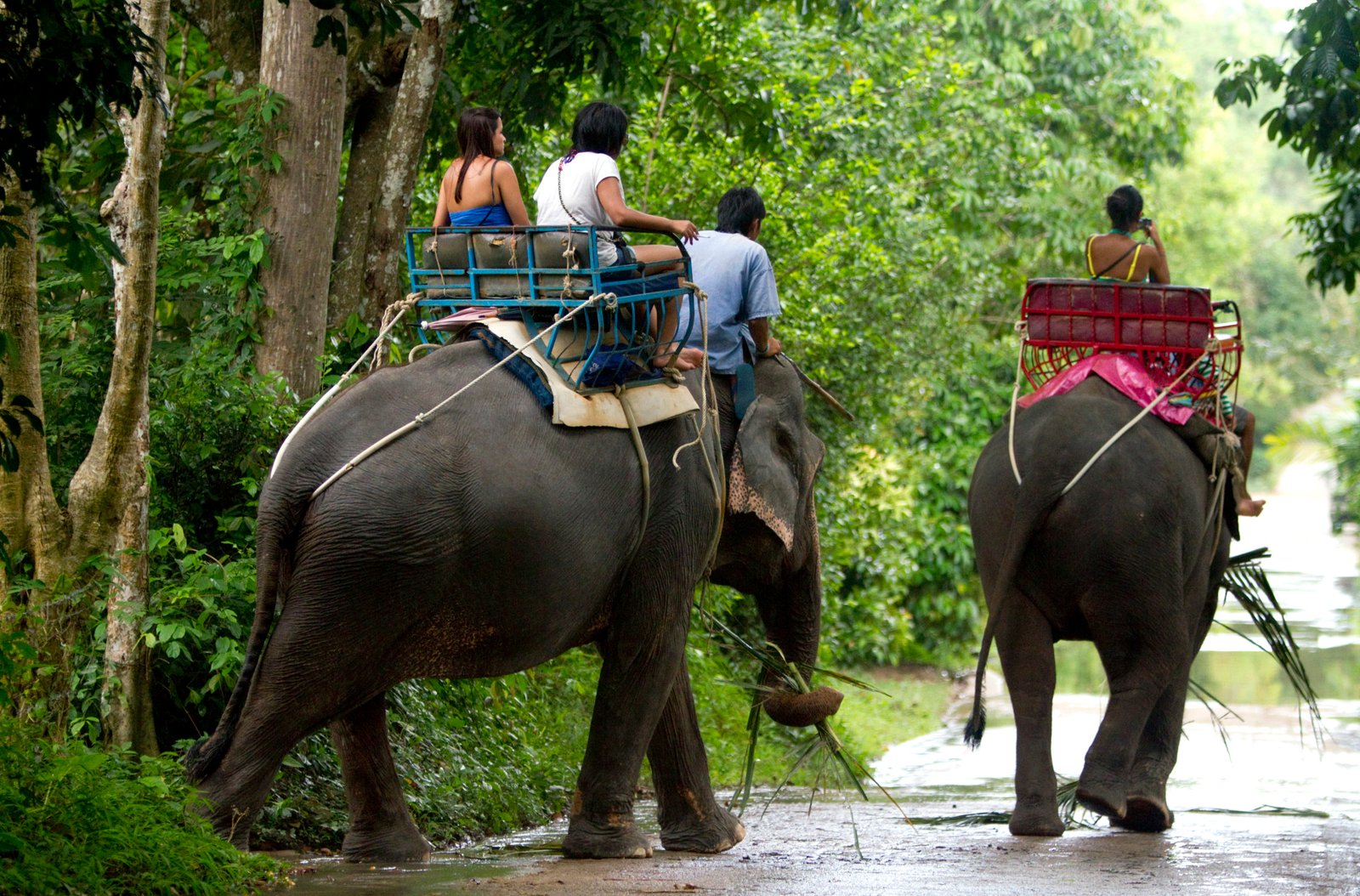Koh Samui Mountain Adventure with Elephant Ride Tour