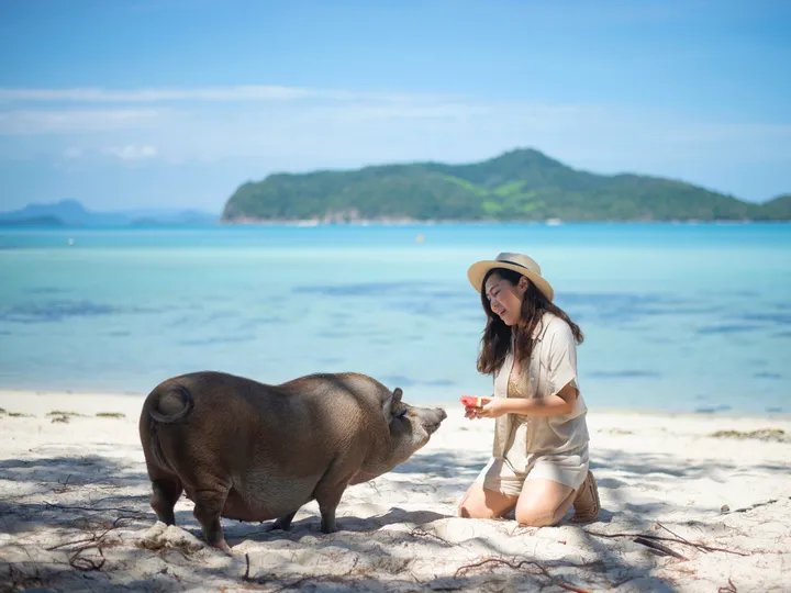Pig Island Speedboat Tour from Koh Samui