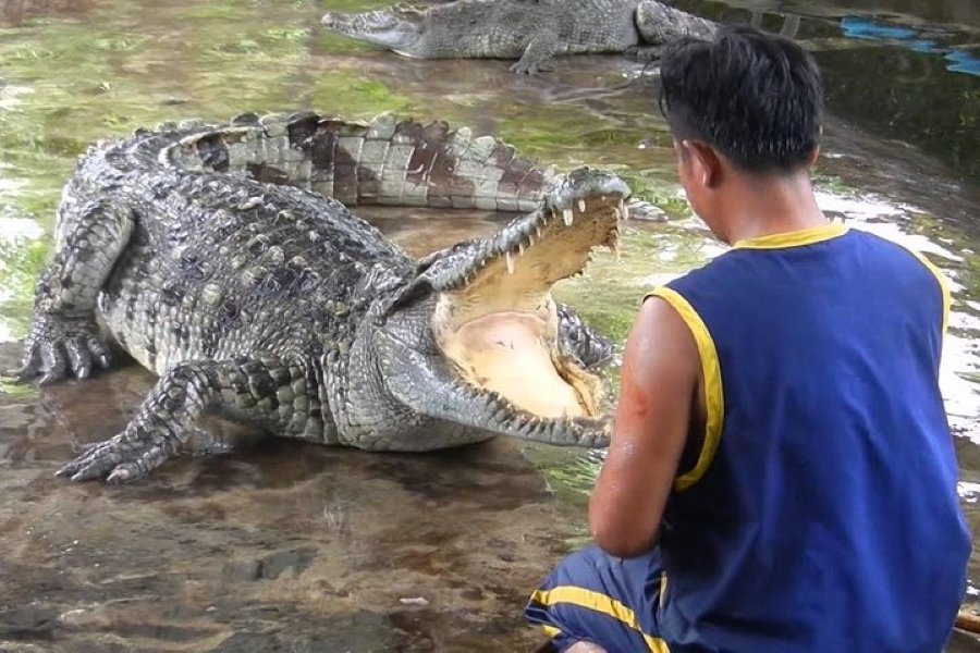 Koh Samui Crocodile Farm Half Day Tour