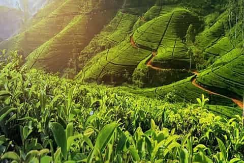 Highland Escape Transfer: Anuradhapura to Nuwara Eliya