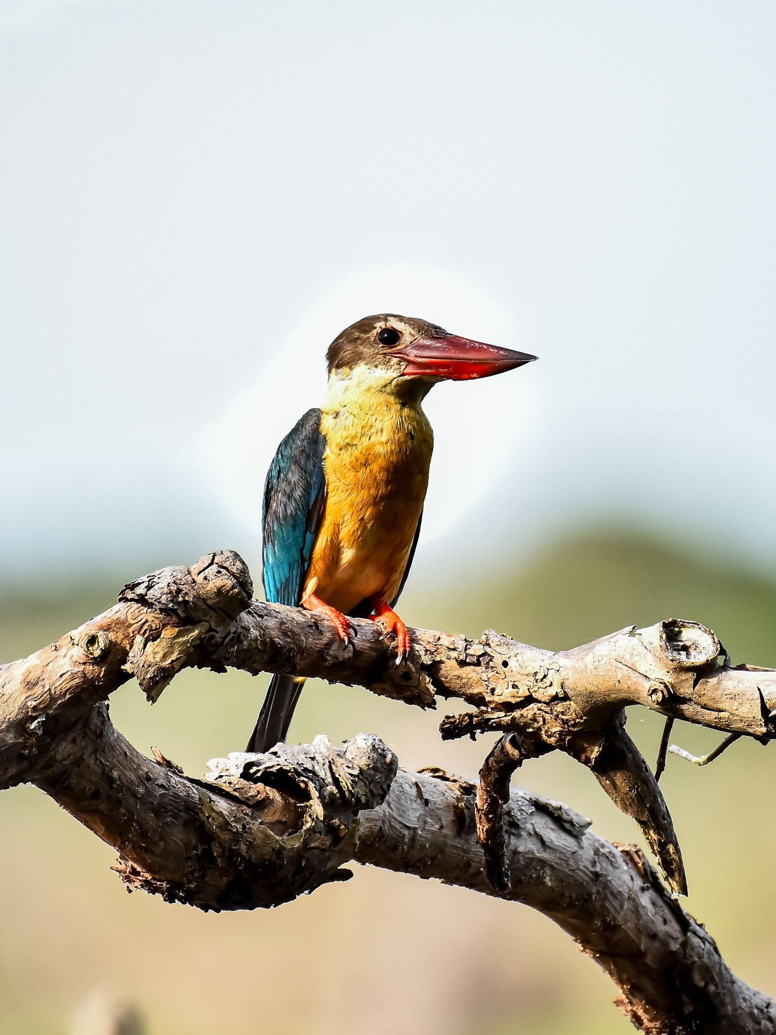 Colombo/Negombo Muthurajawela Wetland Birdwatching Boat Tour