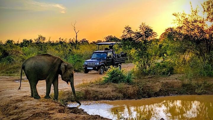 Wild Wonders: Anuradhapura to Wasgamuwa Safari Adventure