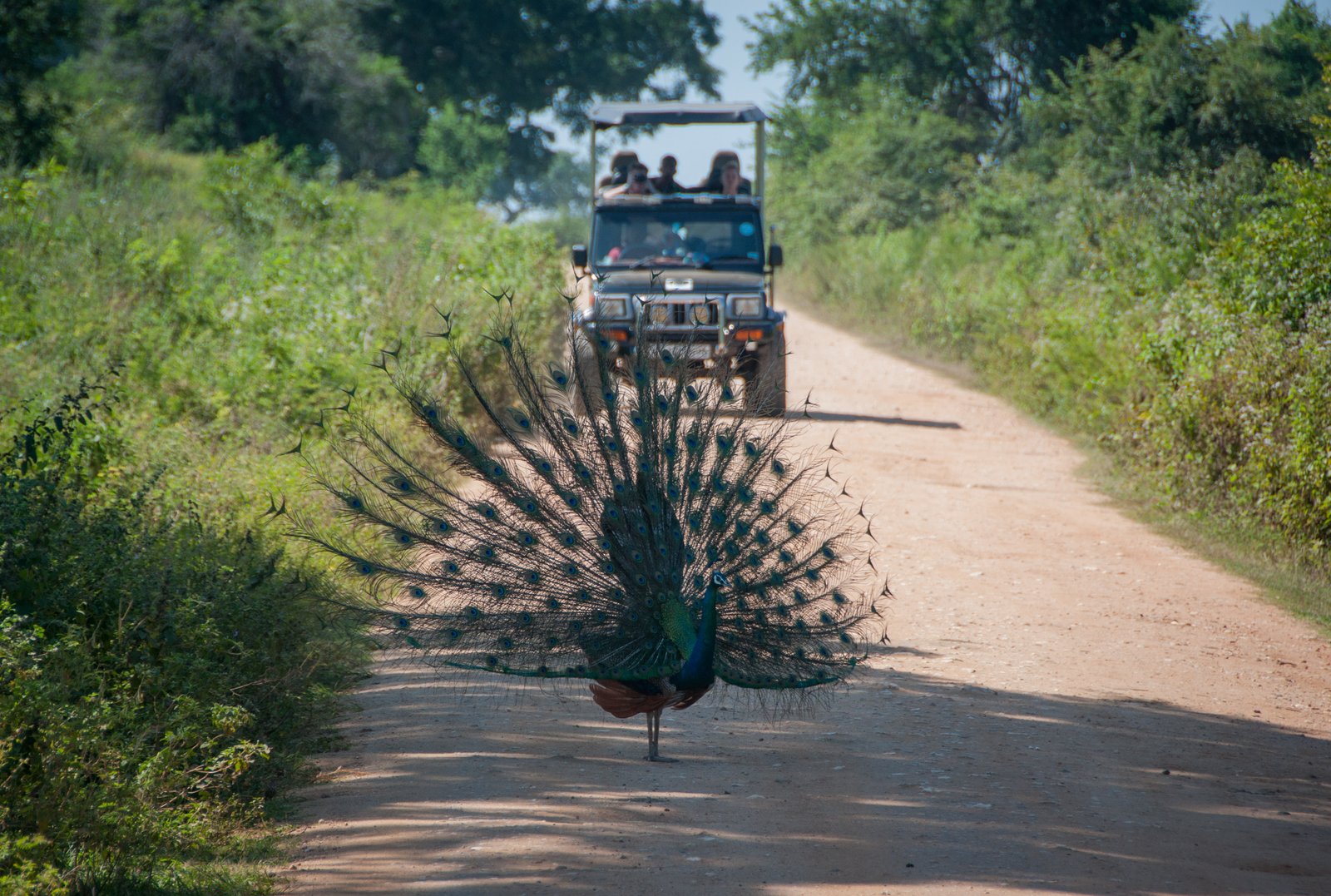 Wild Life Anuradhapura to Wasgamuwa Safari Adventure