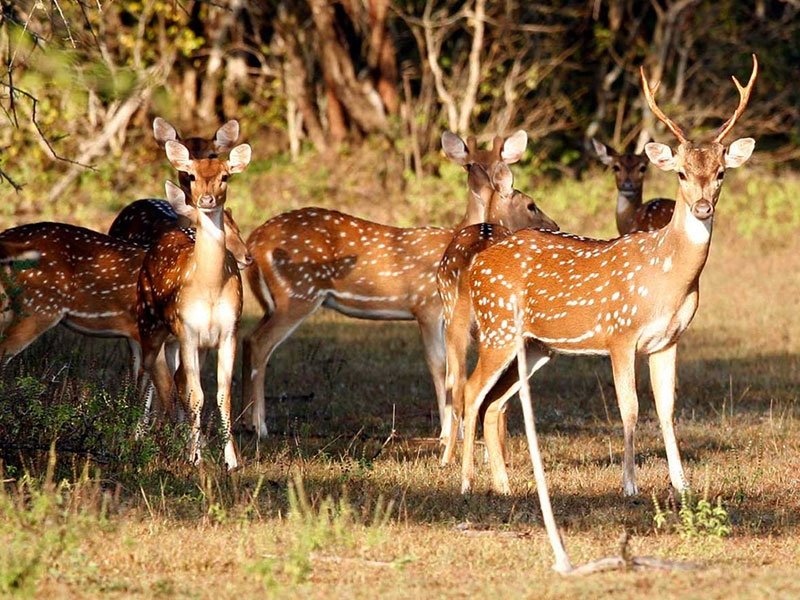 Big Game Safari: Wasgamuwa from Polonnaruwa