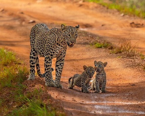 Yala Private Safari Day Trip with Lunch & Park Entry