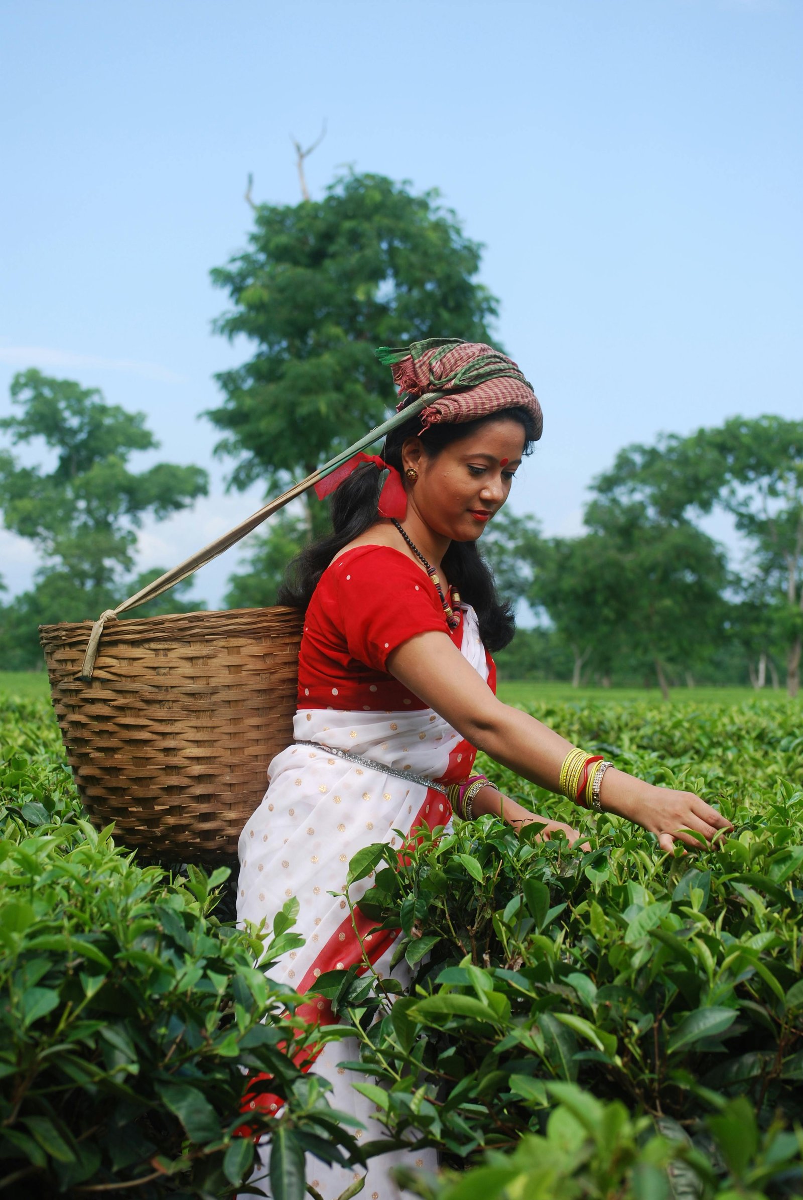 Colombo: Nuwara Eliya: Tea Gardens,Colonial Charm & High Tea