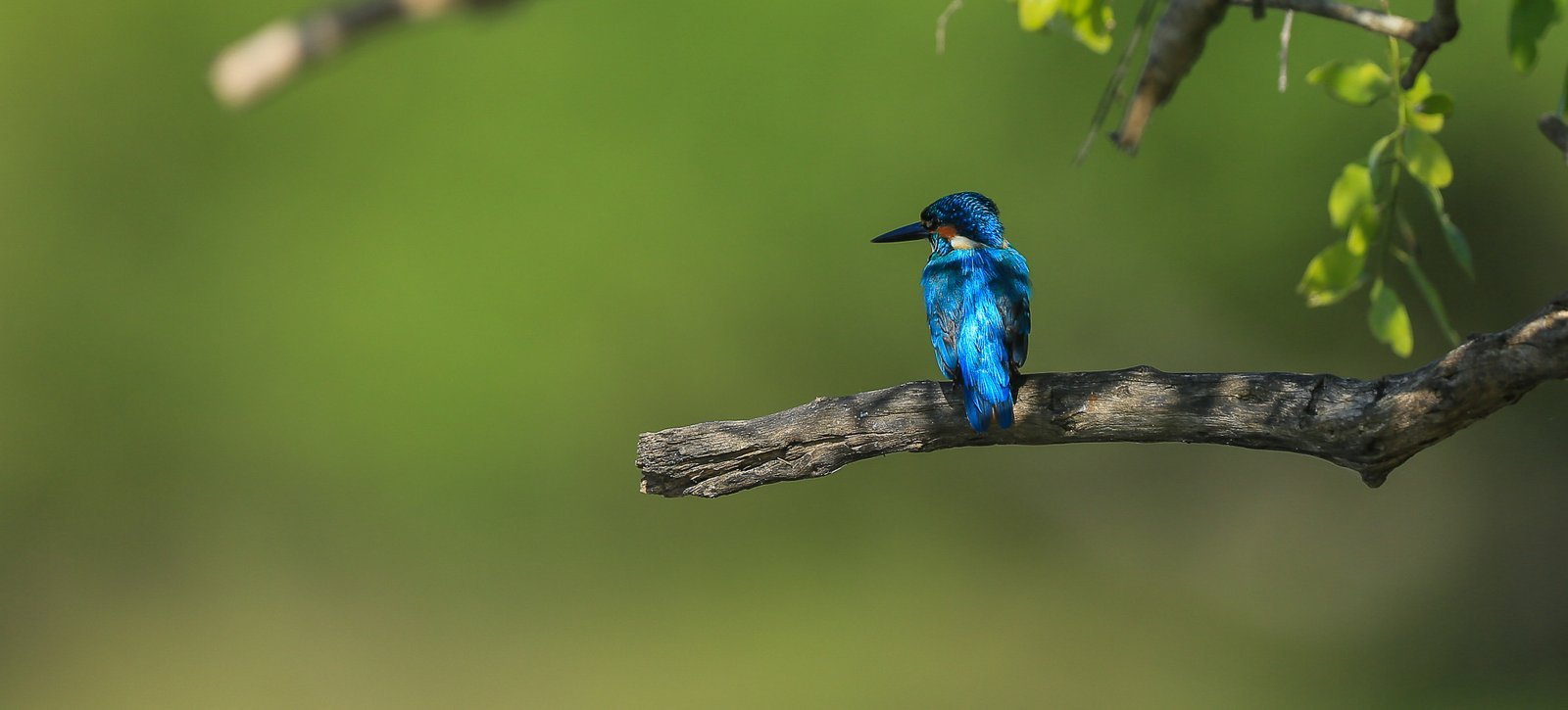 Kalametiya Bird Sanctuary Private Boat Safari From tangalle