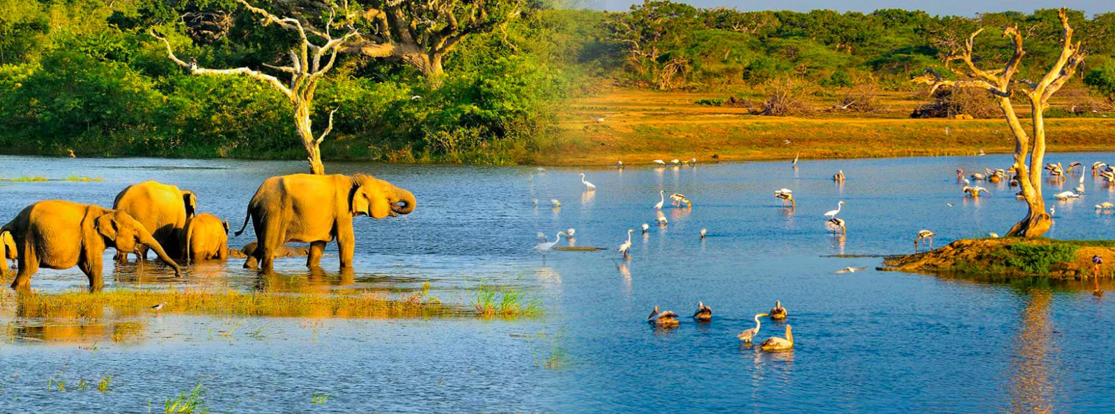 Tangalle Private Safari: Bundala National Park