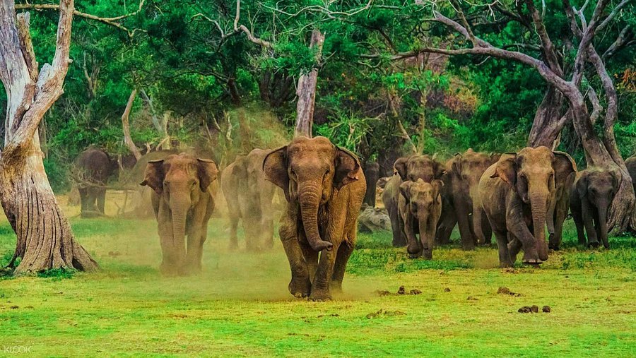 Tangalle/Hiriketiya to Ella: Udawalawe Safari Transfer