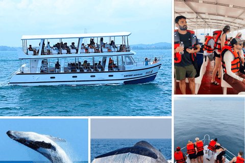 Mirissa Whale & Dolphin Watching Cruise - Hikkaduwa Transfer