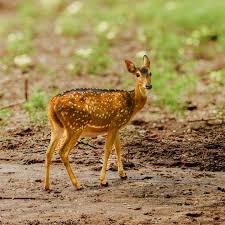 Jaffna: Guided Birdwatching Tour with Expert Naturalist