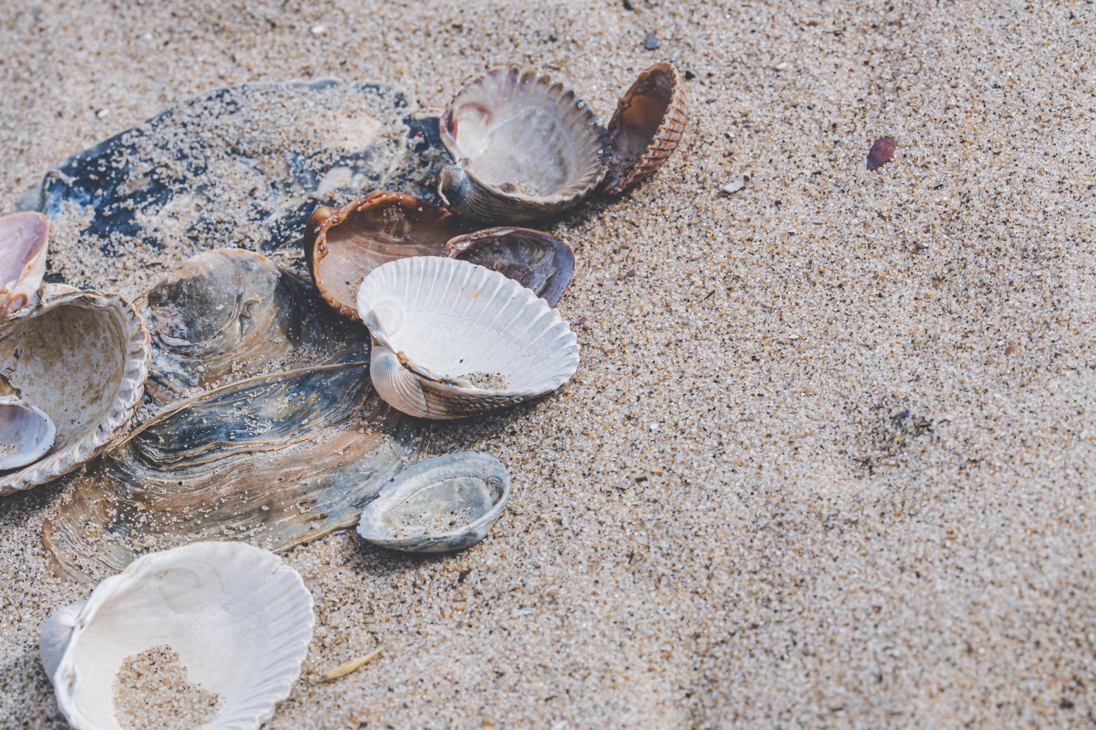 Dig, Discover & Dine – Jaffna’s Coastal Clam Experience