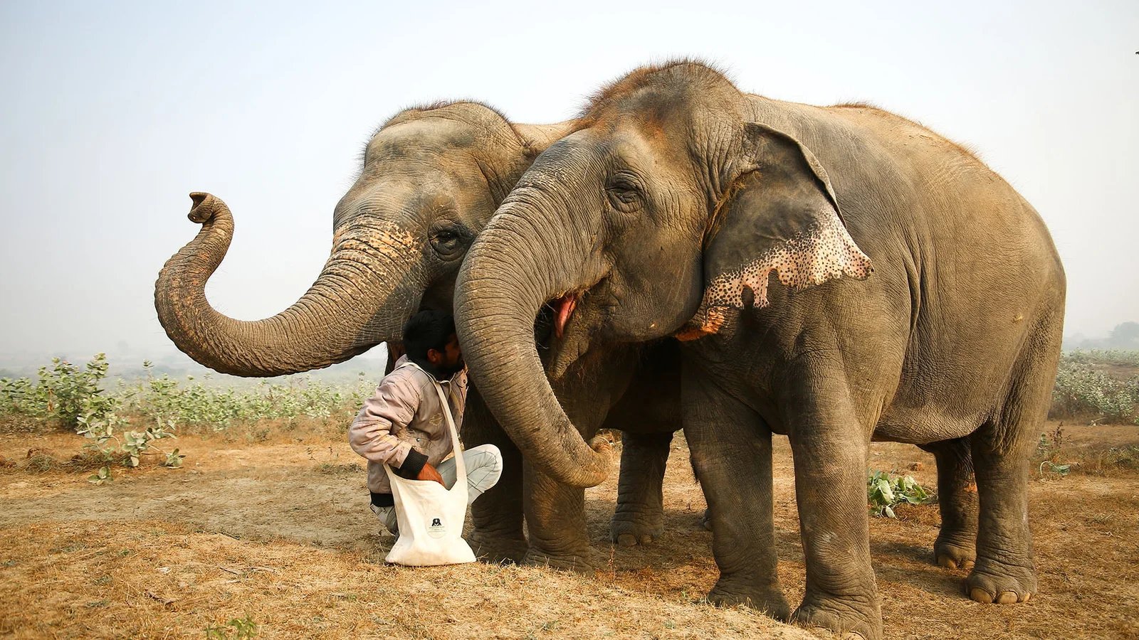 Wildlife SOS Elephant Conservation Tour from Agra