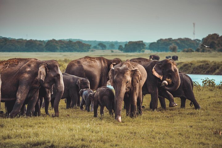 Trincomalee Elephant Safari: Minneriya / Kaudulla Tour