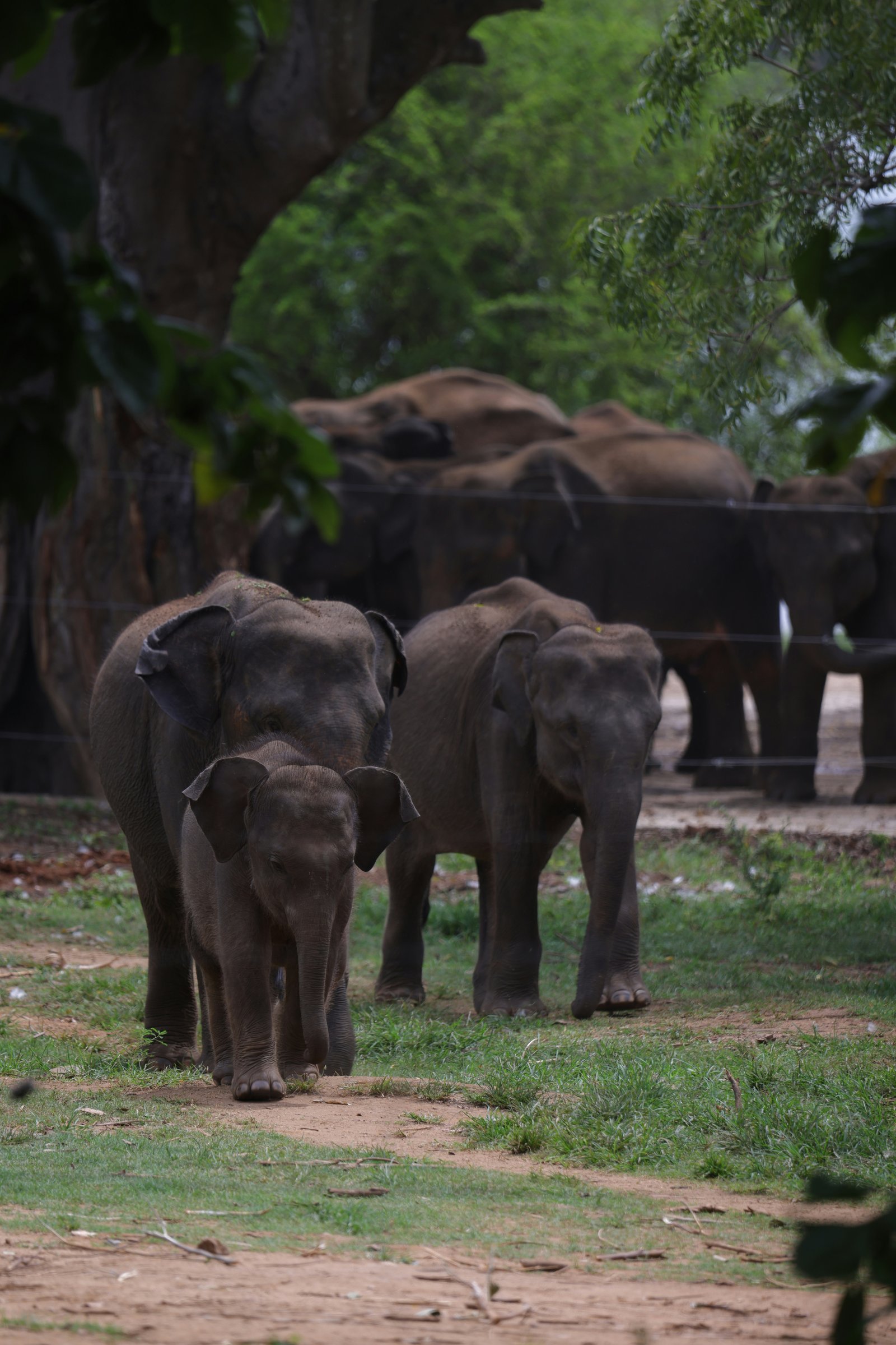 Pinnawala Elephant Sanctuary Day Trip from Kandy