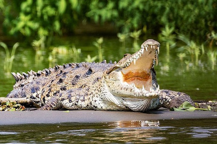 Nilaveli Lagoon & Crocodile Watching Boat Tour