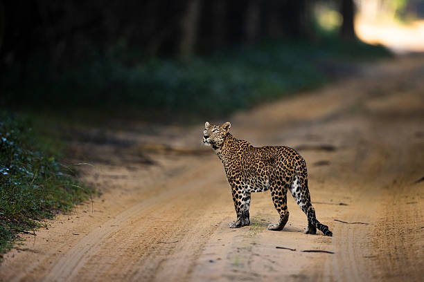 Explore Wilpattu: Safari Tour from Trincomalee or Pasikudah