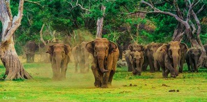 "Discover Sri Lanka in 05 Days: A Journey of Culture, Nature