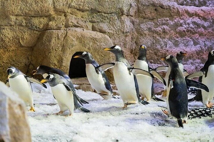 Dubai Aquarium and Penguin Encounter