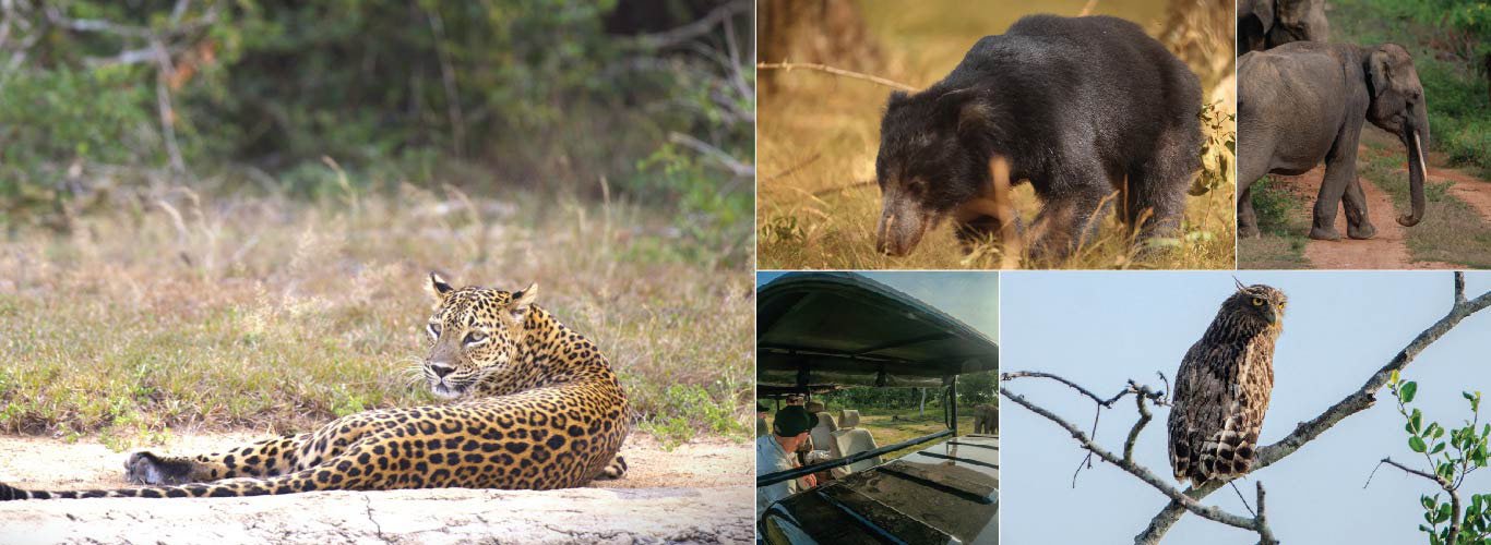 7 Day Sri Lanka Heritage Wildlife and Hill Country Tour