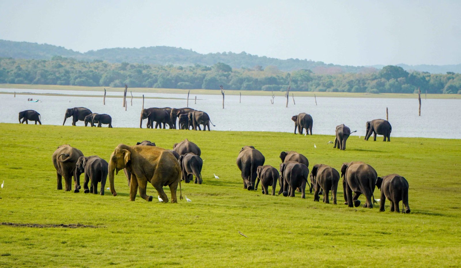 Sri Lanka Signature 7 Day Heritage and Hill Country Tour