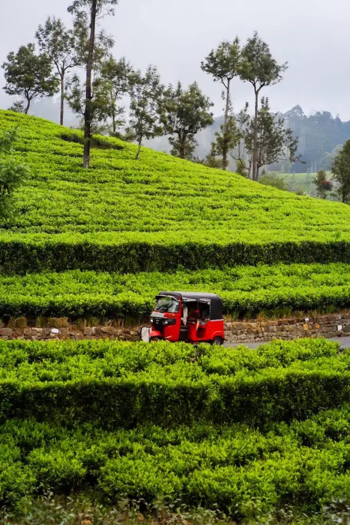 Haputale:Glorious Tuk Tuk Ride to Lipton'sSeat & Tea Factory