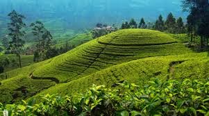 Scenic Transfer from Haputale to Nuwara Eliya