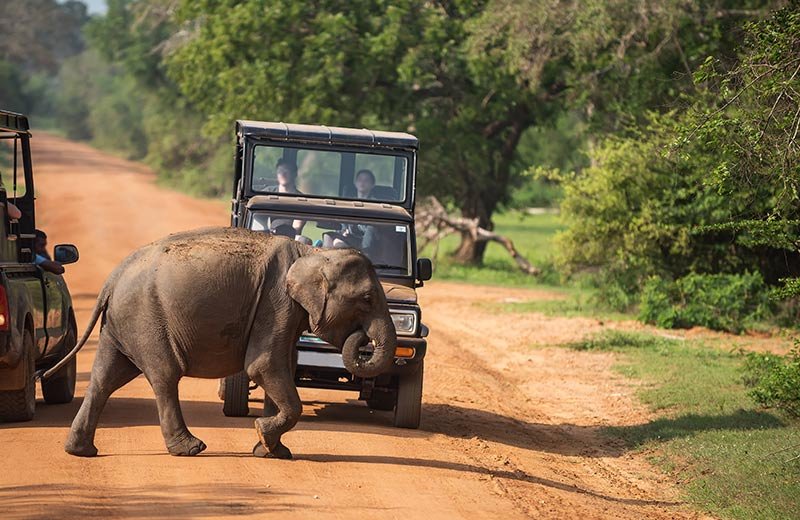 Mount Lavinia to Yala Private Transfer Experience