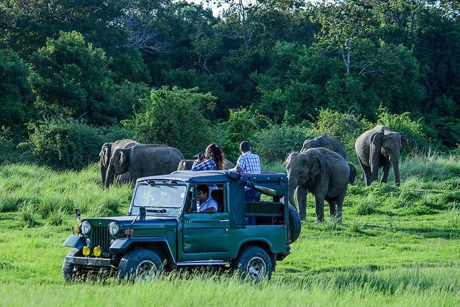 Ella, Bandarawela or Haputale to Udawalawe Safari With Jeep