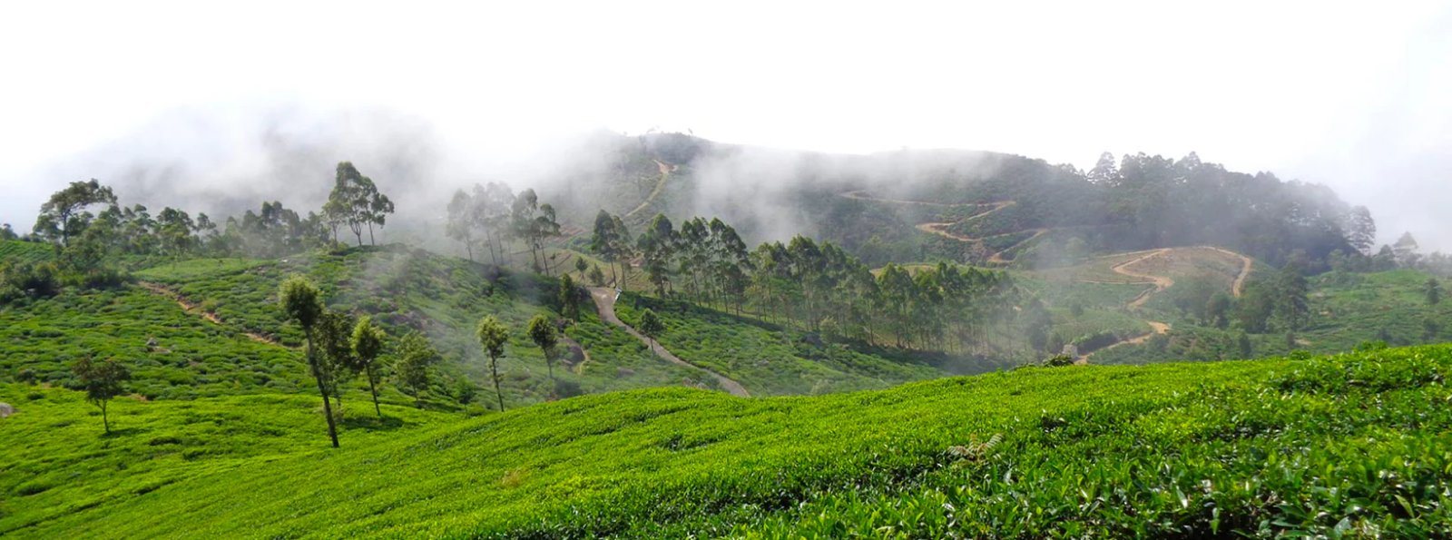 Ella to Bandarawela Private Transfer Experience